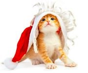 pic for Christmas Kitten 